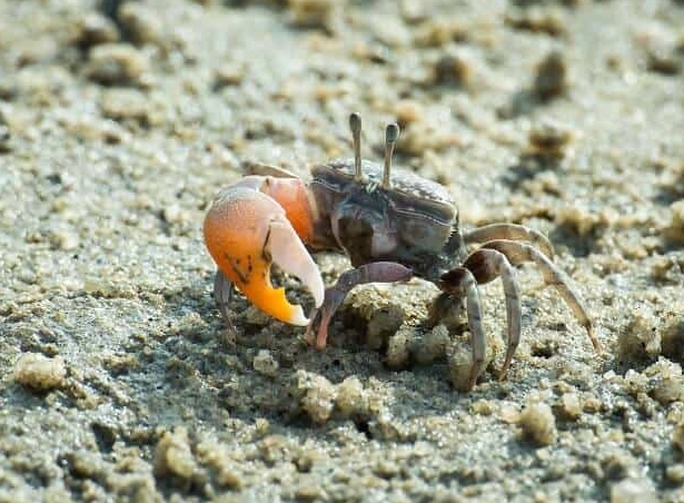 how to measure fiddler crab