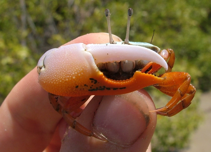 male fiddler crab claw