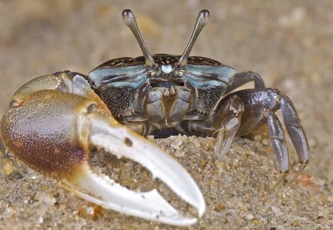 Fiddler crab size