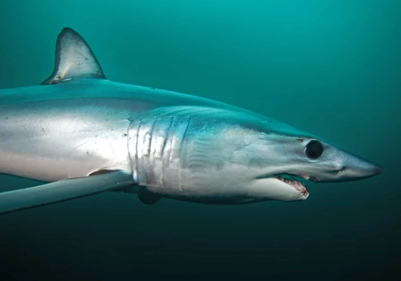 Crocodile shark size