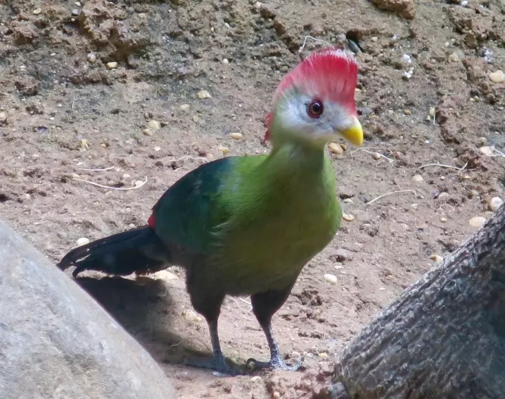 are red-crested turacos endangered are red-crested turacos endangered