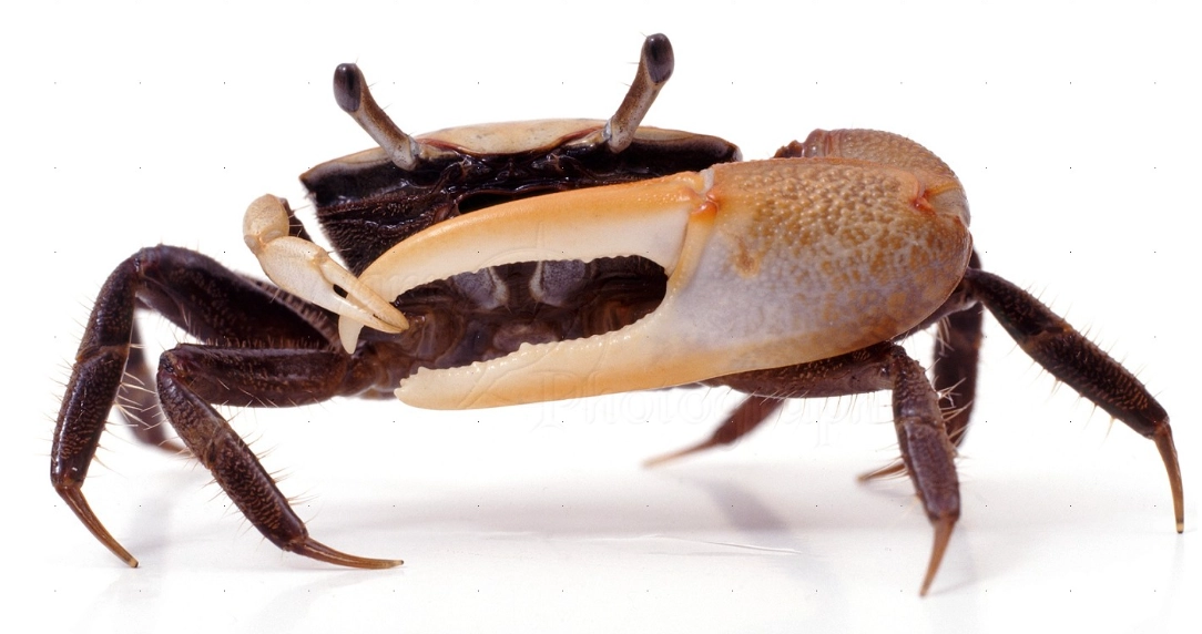 Uca crab