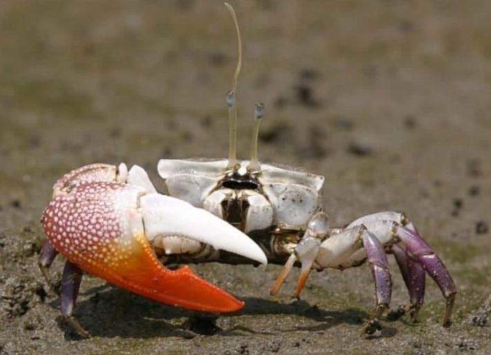 Fiddler crab scientific name