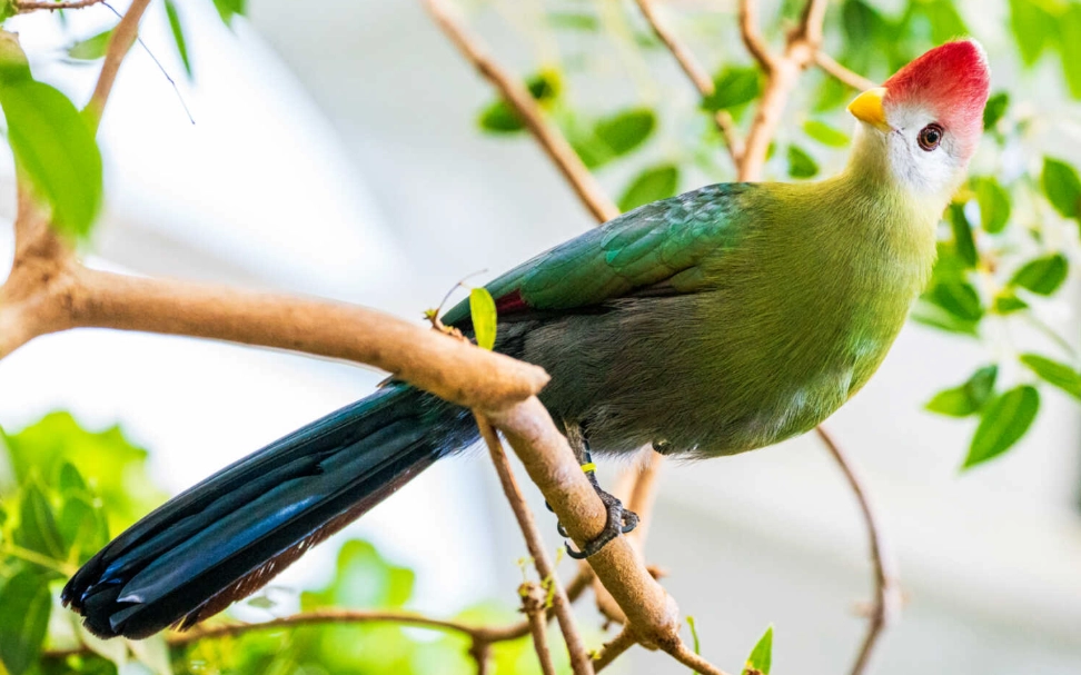 red-crested turaco endangered red-crested turaco endangered