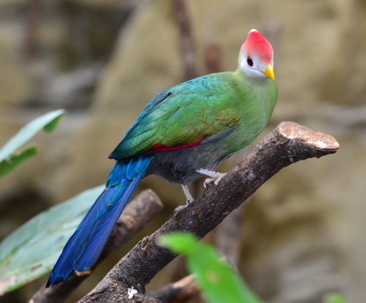 are red-crested turacos endangered are red-crested turacos endangered