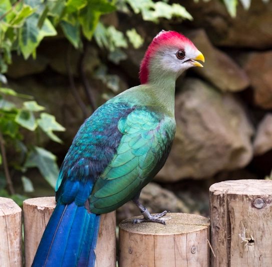 Tauraco erythrolophus conservation Tauraco erythrolophus conservation