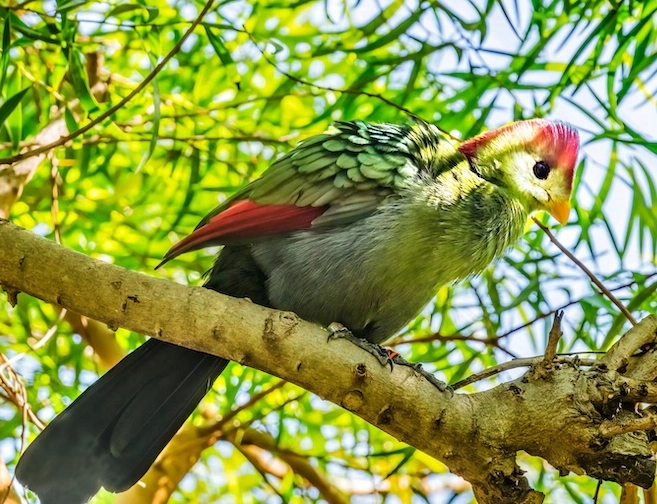 how big is a red crested turaco how big is a red crested turaco