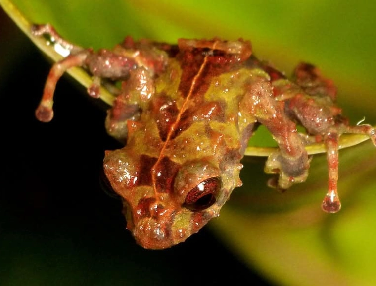 Darwin's frog parental care