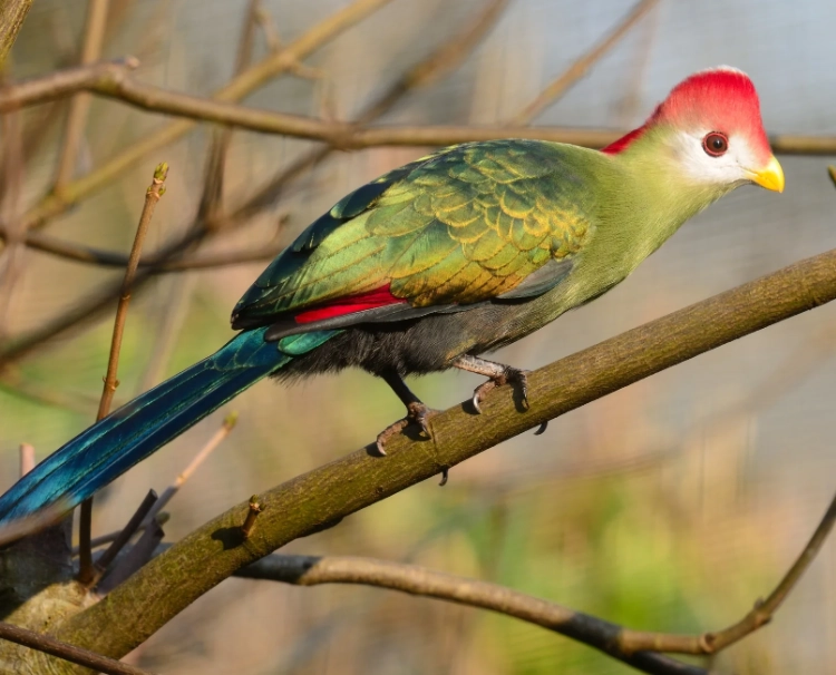 Red crested turaco size