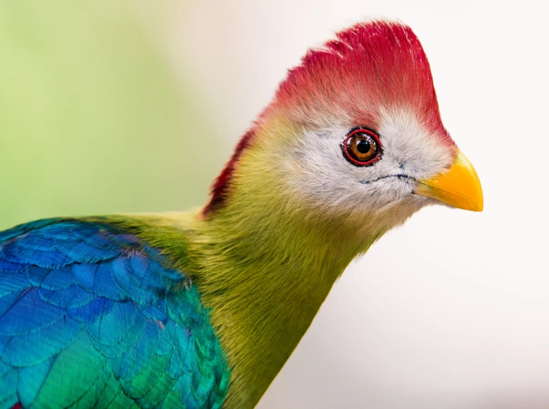 red crested turaco size red crested turaco size