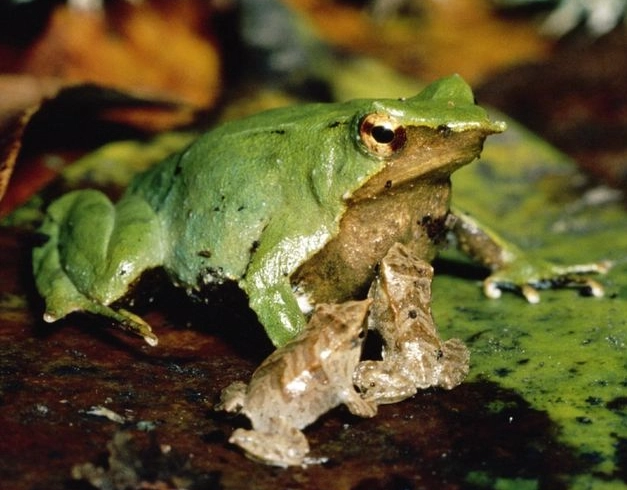 Darwin's frog vocal sac