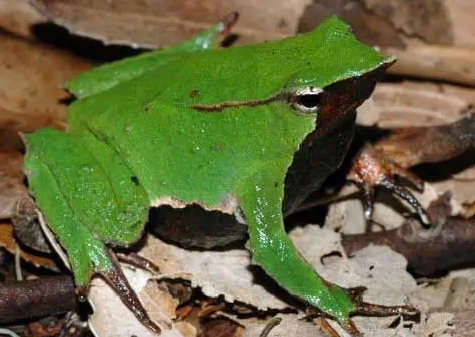 Darwin's frog male brooding