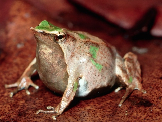 Darwin's frog male brooding