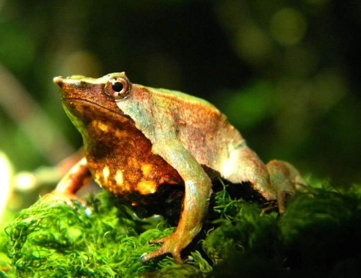 What is Darwin's frog parental care?