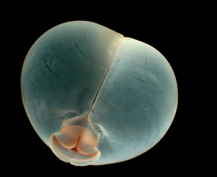 organic pest control