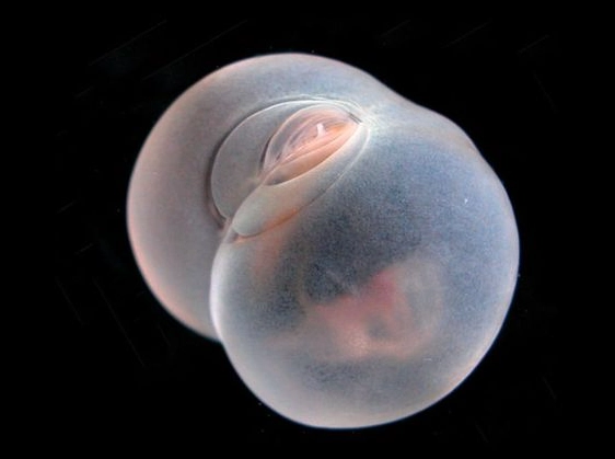 how to get rid of pigbut worms