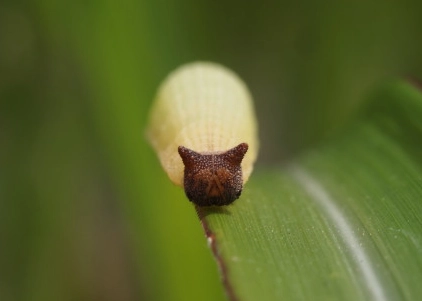 fluffy caterpillar