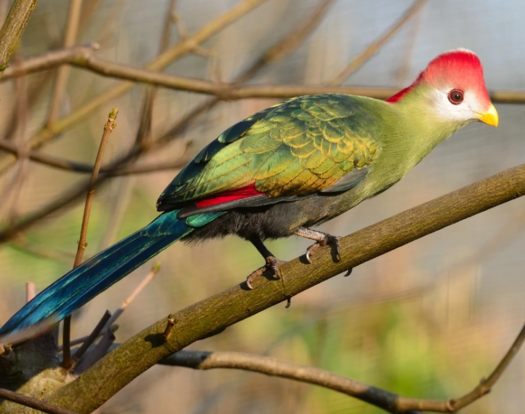 turaco nesting habits turaco nesting habits