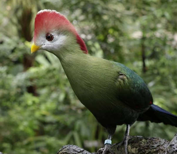 red crested turaco parent trap red crested turaco parent trap