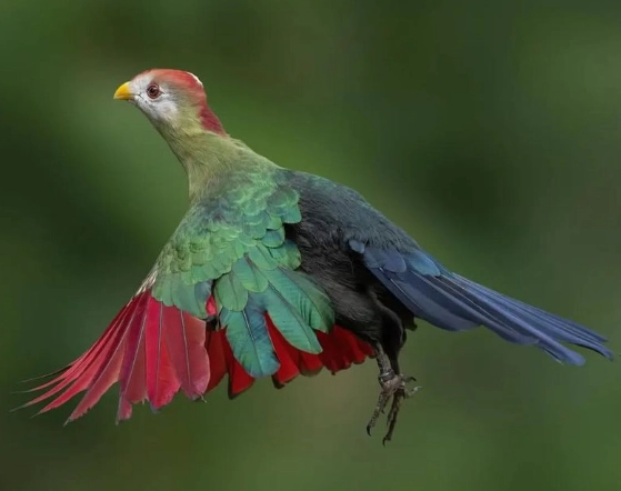 Red crested turaco parent trap