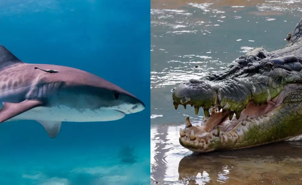 Why is it called a crocodile shark?