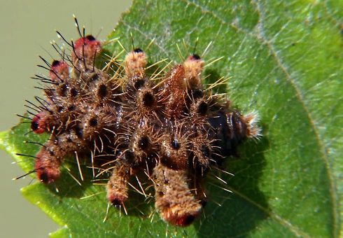 hag moth caterpillar