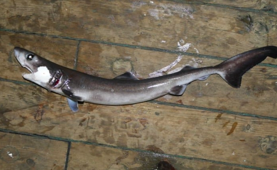 deep sea shark facts