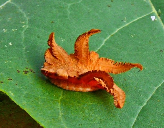 monkey slug caterpillar