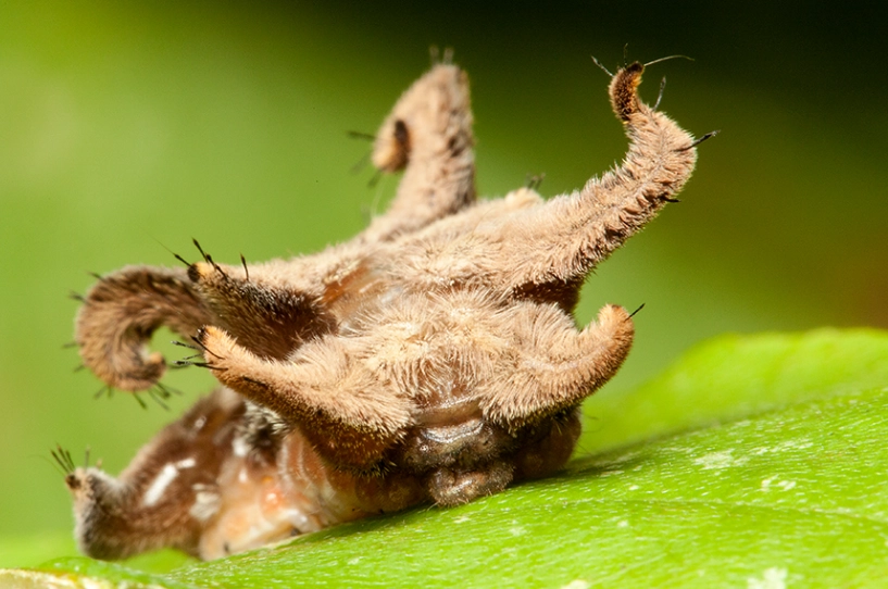 stinging caterpillars