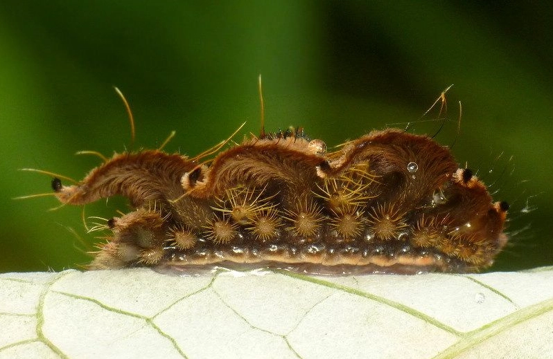 stinging caterpillars