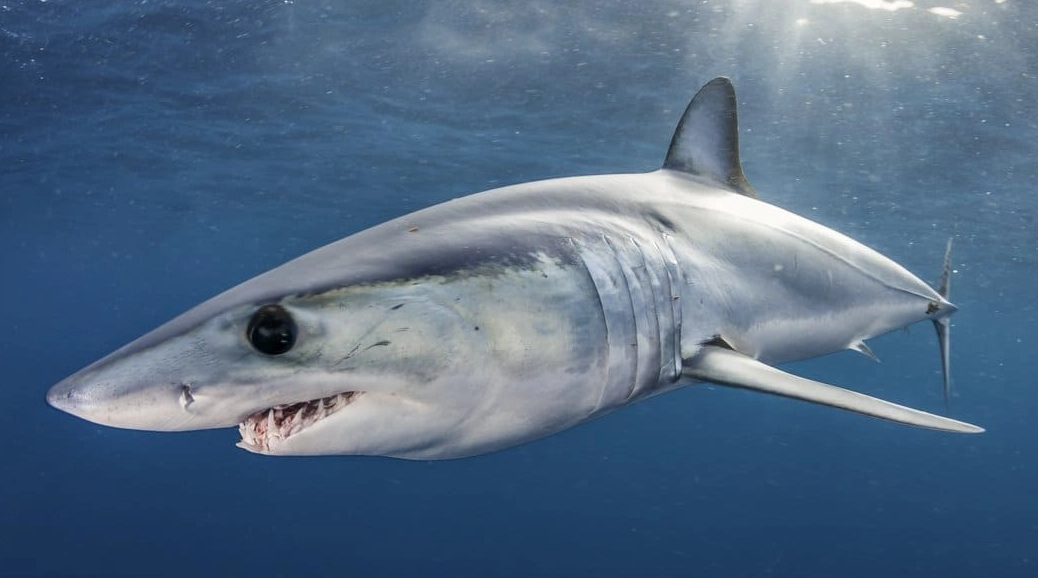 why crocodile shark name