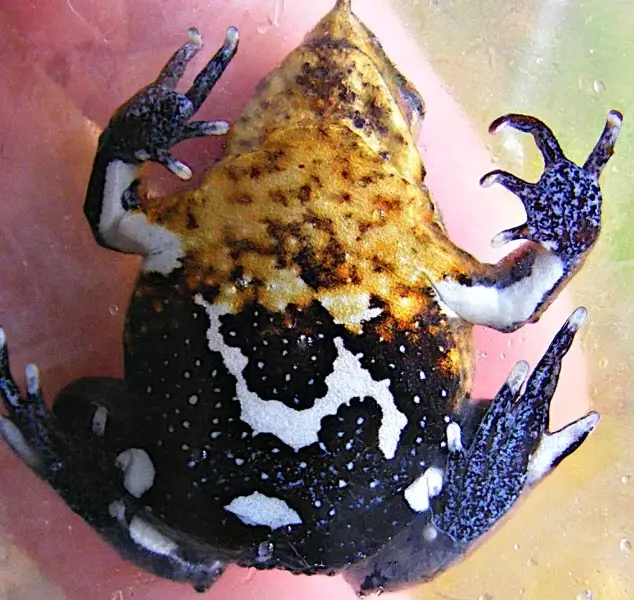 Darwin's frog parental care