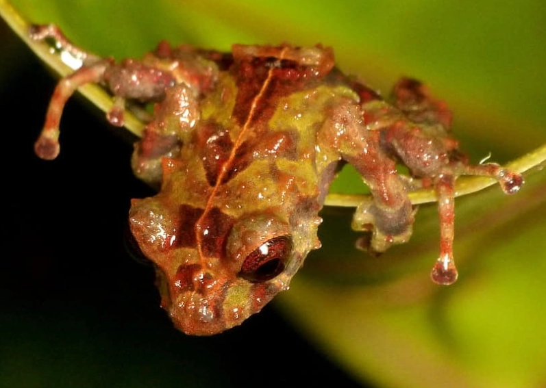 Darwin frog mouth brooding