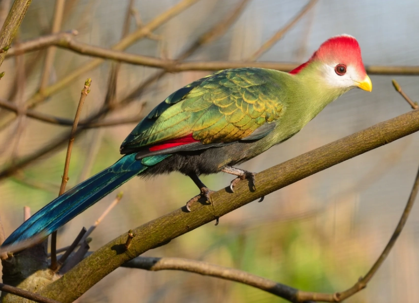 female turaco identification
