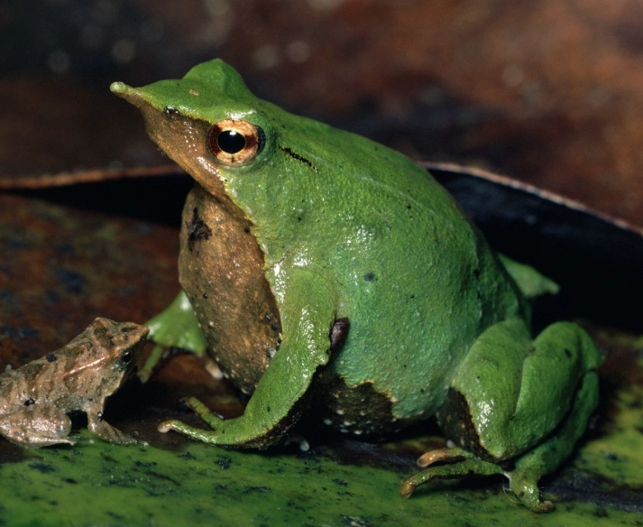 Darwin's frog parental care
