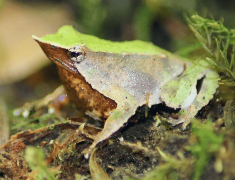 Darwin frog babies in mouth