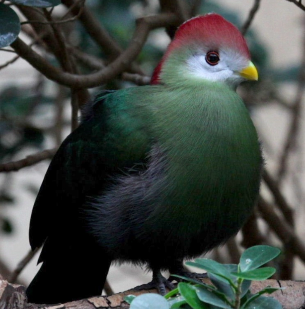 Red crested turaco female