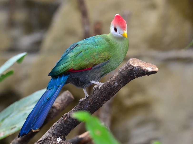 turaco bird facts