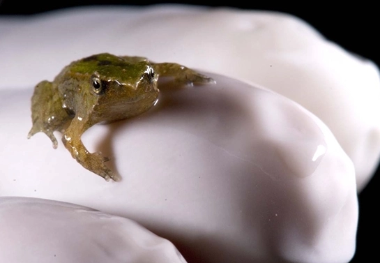 Rhinoderma darwinii reproduction