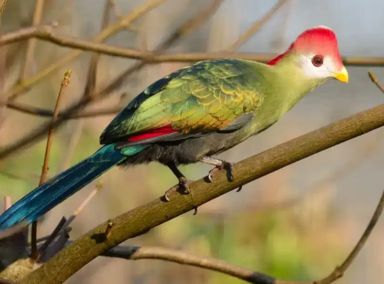 Where do red-crested turacos live?