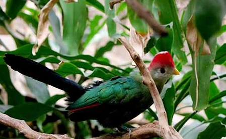 turaco bird range turaco bird range