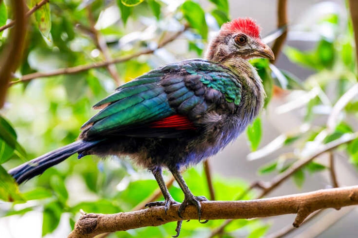 turaco bird range turaco bird range