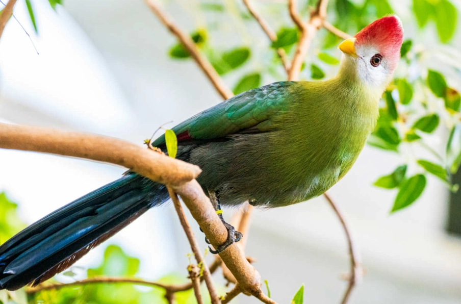 red-crested turaco habitat red-crested turaco habitat