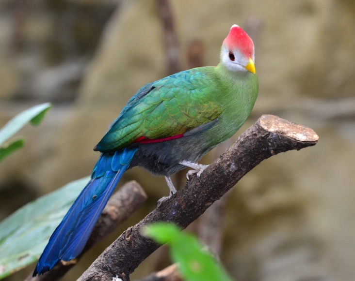 where do turacos live where do turacos live