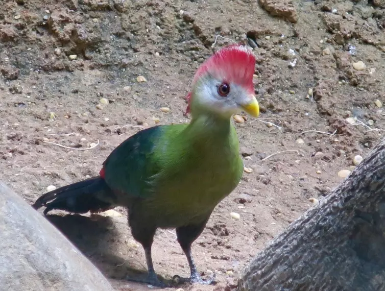red-crested turaco habitat