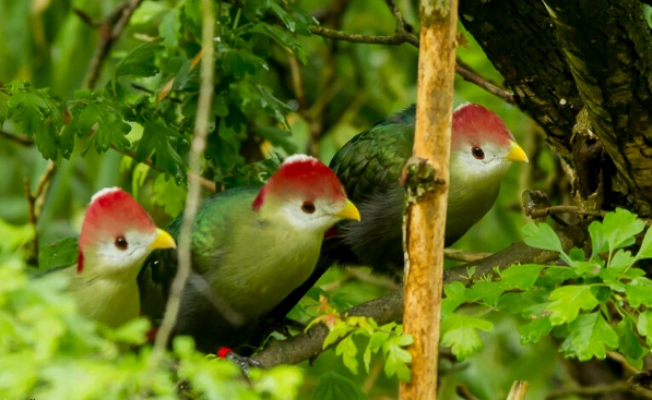 Red-crested turaco range