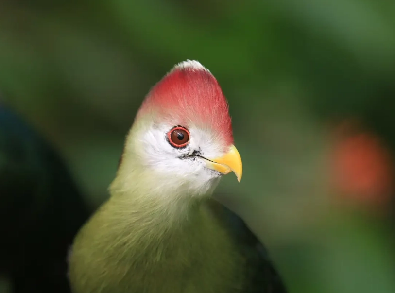 where to see red-crested turaco