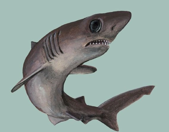 Crocodile Shark teeth